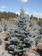 Colorado Spruce